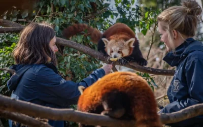 Chester Zoo is looking for volunteers to help care for its animals and ‘prevent extinction’