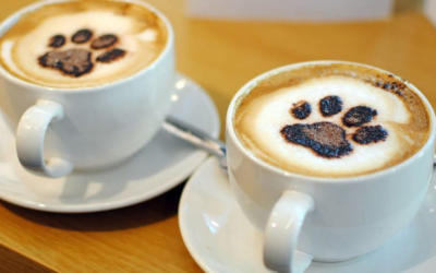 Manchester’s Cat Cafe issues lengthy response to anti-industry statement